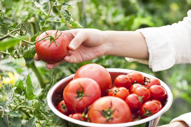 영양제에 의존하는 것보다 식탁 위 채소와 과일이 더 좋다. 사진은 기사의 특정 사실과 관련 없음. 이미지투데이