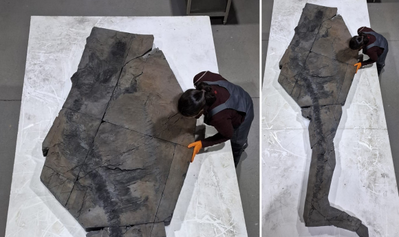 칠레 푼타 아레나에 있는 리오세코 자연사박물관에서 연구원이 3.3m에 달하는 ‘피오나’ 화석을 들여다보고 있다. 오른쪽 사진은 화석 전체 모습. Credit=Irene Viscor