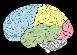 대뇌피질(파란색 부분이 전두엽) [위키백과 제공. 재판매 및 DB 금지]