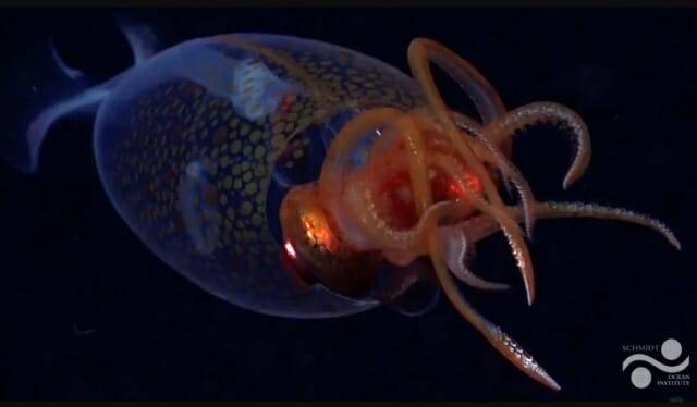 어린 남극하트지느러미오징어가 최초로 깊은 바다에서 포착됐다. (사진=미국 슈미트 해양연구소)