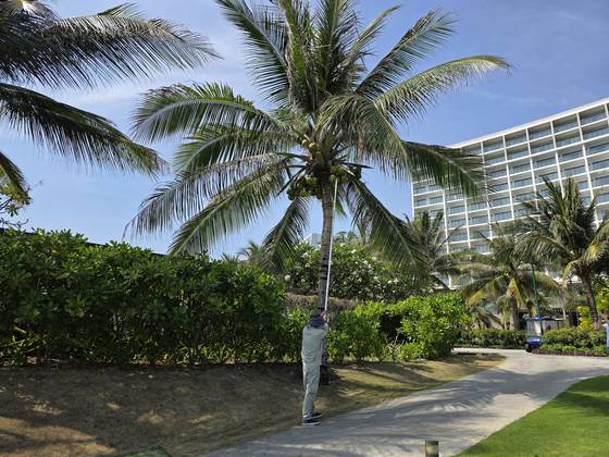 코코넛 수확 체험을 진행하는 모습. 정영교 기자