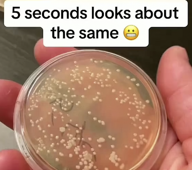 미국 미생물학자 니콜라스 아이허가 바닥에 떨어진 음식물을 1초 안에 줍더라도 박테리아가 증식할 수 있다고 주장했다. 니콜라스 아이허 사회관계망서비스(SNS) 캡처