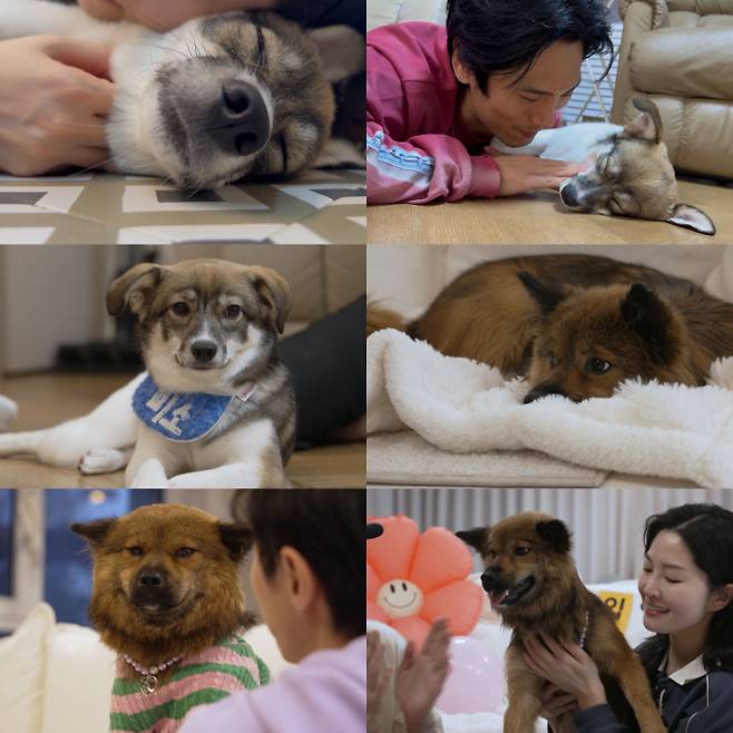 ‘TV 동물농장’ (제공: SBS)