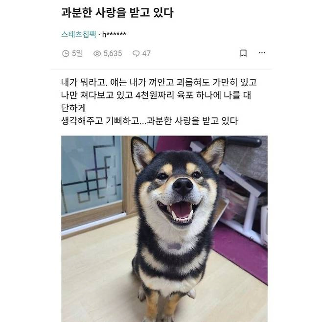 image.png 강아지에게 받는 완전무결한 사랑
