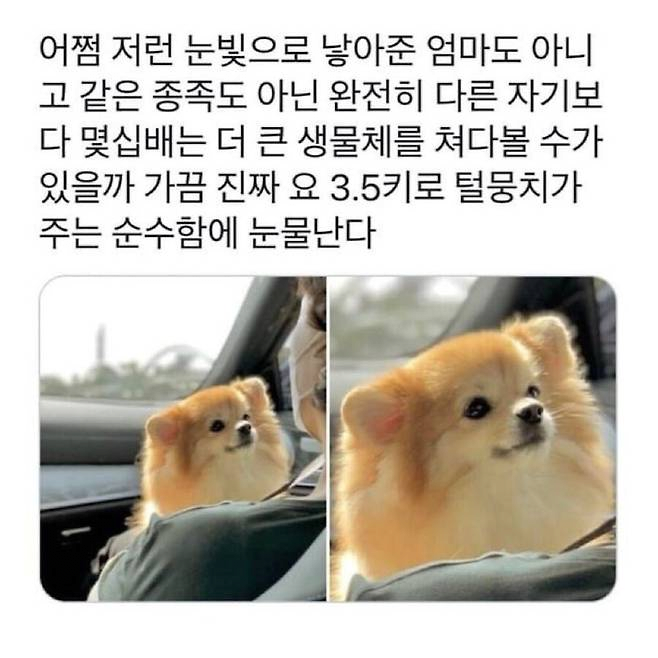 image.png 강아지에게 받는 완전무결한 사랑