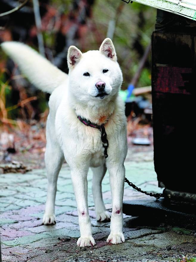 부슬부슬 비가 내리는 날, 울산의 한 사설 동식물원을 찾았다. 입구를 지키던 백구의 털에는 녹슨 쇠사슬 자국이 나 있었다. ―2024년 2월 17일 울산광역시 동구의 한 사설 동식물원 입구 ⓒ 이지양, 사계절 제공