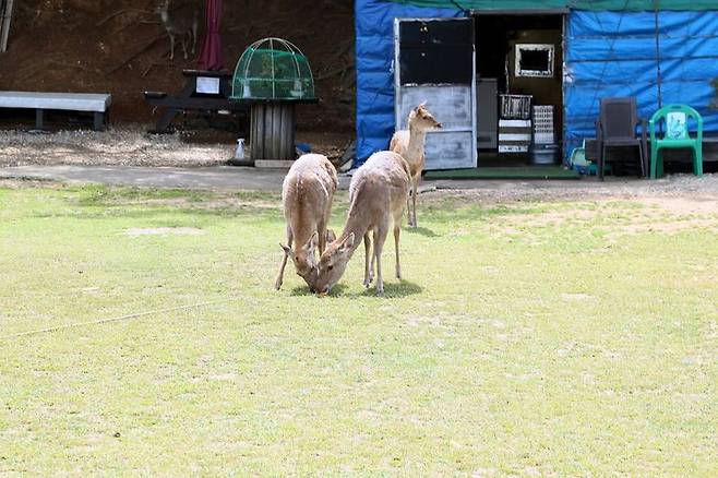 [창원=뉴시스] 경남 창원시 진해구 명동 소쿠리섬에서 포획된 사슴들. (사진=창원시 제공) 2025.04.18. photo@newsis.com *재판매 및 DB 금지