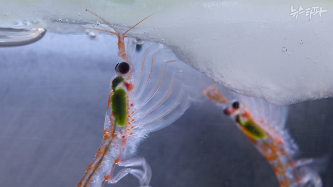 ▲빙붕 아래에 서식하는 조류를 먹고 있는 남극크릴 (사진: CCAMLR)