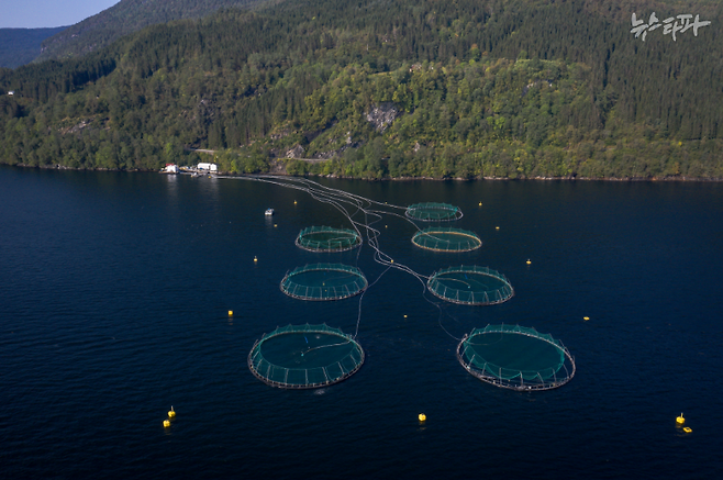 ▲노르웨이 하르당에르 피오르드 소재 한 연어 양어장. 남반구 끝에서 잡힌 남극크릴은 선상에서 어분으로 가공돼 북반구 끝으로 운반된다. (사진: 나탈리 버트럼스)