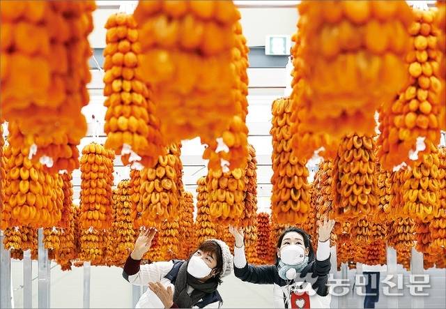 가을철 경남 함양에서 출하를 앞둔 ‘지리산 함양곶감’이 주렁주렁 매달려 있다. 농민신문 DB