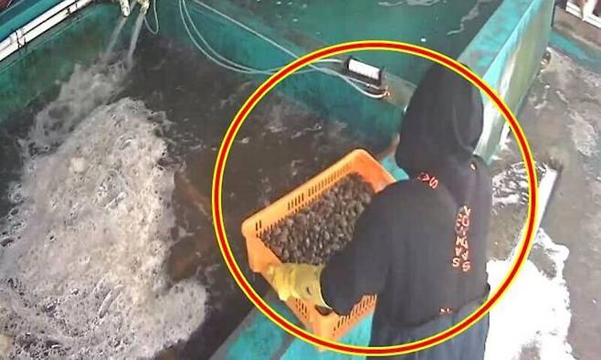 국내산으로 둔갑한 중국산 수입 바지락을 수조에 옮기고 있는 모습. 사천해양경찰서 제공