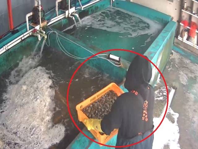 국내산으로 둔갑한 중국산 바지락을 해감해 출고하고 있다. 사진 제공=사천해양경찰서