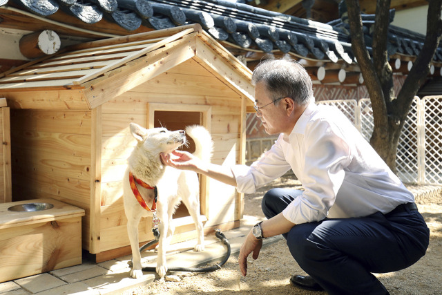 2018년 10월 문재인 전 대통령이 풍산개 곰이를 쓰다듬고 있는 모습. 사진 제공=청와대