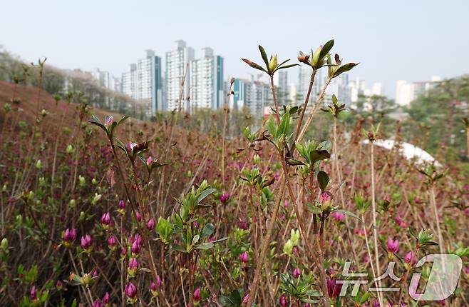 군포 철쭉축제를 하루 앞둔 18일 오후 경기 군포시 철쭉동산에 철쭉이 이상기온으로 개화가 늦어져 듬성듬성 피어 있다. 2025.4.18/뉴스1 ⓒ News1 김영운 기자