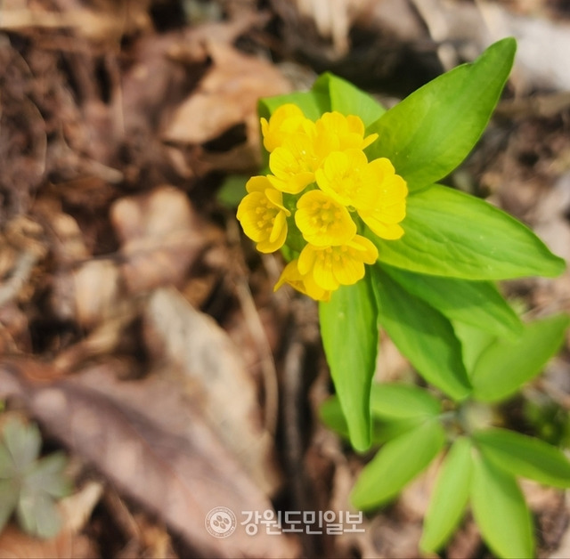 ▲ 4월에 피는 한계령풀