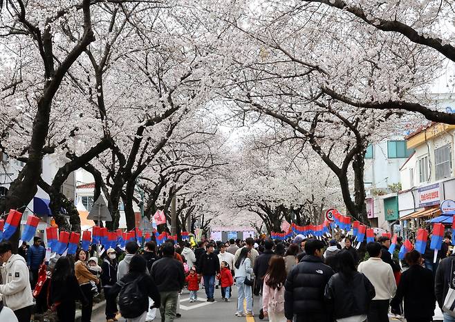 제18회 전농로 왕벚꽃 축제 [연합]