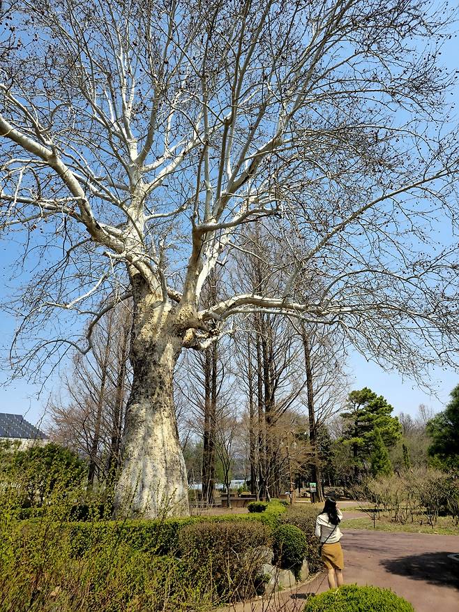 강원도립화목원 양버즘나무.