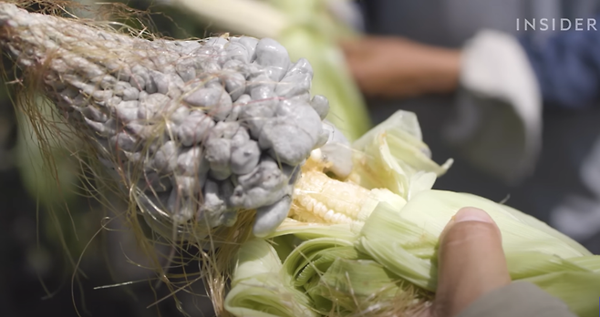 위틀라코체. 사진 = business insifer 유튜브 캡처