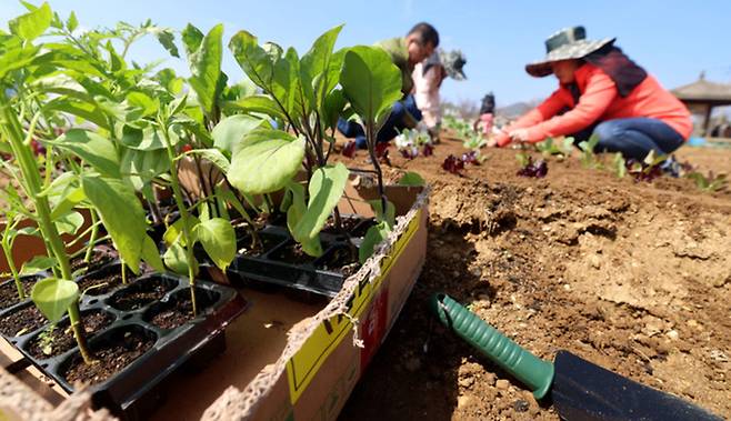 ▲ 농경의 시작을 알리는 절기상 곡우(穀雨)인 20일 인천 남동구 공공 주말농장에서 도시농부들이 텃밭을 가꾸고 있다. /이재민 기자 leejm@incheonilbo.com