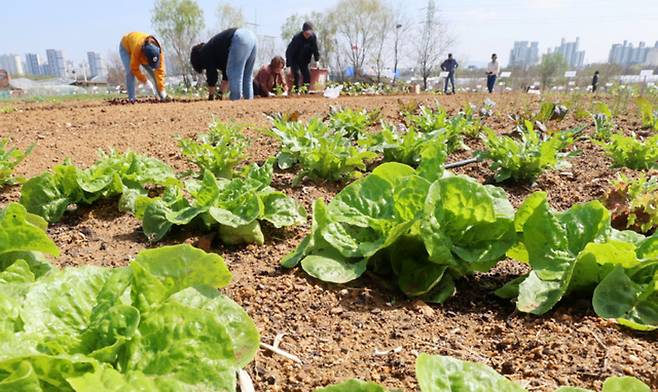 ▲ 농경의 시작을 알리는 절기상 곡우(穀雨)인 20일 인천 남동구 공공 주말농장에서 도시농부들이 텃밭을 가꾸고 있다. /이재민 기자 leejm@incheonilbo.com
