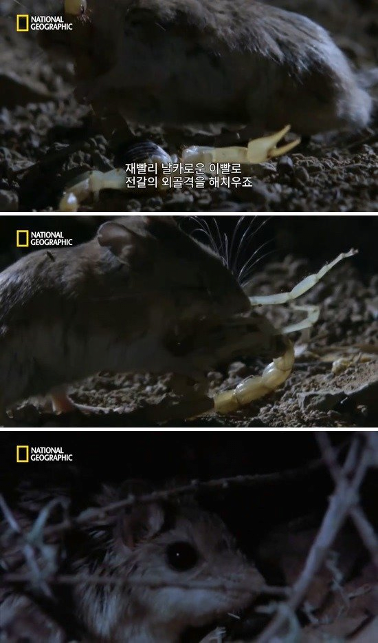 image.png 메뚜기쥐의 먹이사슬 위치 .jpg