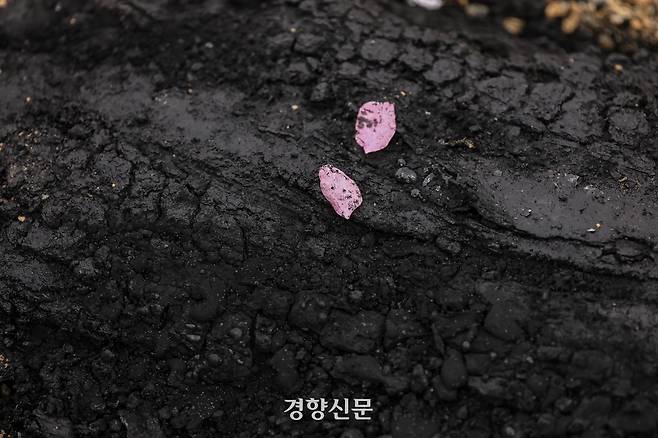 오는 21일로 영남 지역을 초토화시킨 동시다발 산불이 발생한 지 한달이 되는 가운데 20일 경북 의성군 단촌면의 한 과수원에 있는 불 탄 나무 위에 벚꽃이 떨어져 있다. 2025.4.20 이준헌 기자