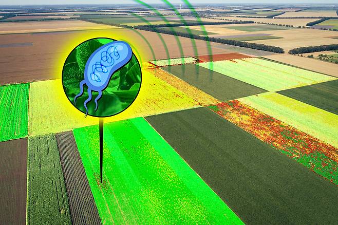 특정 물질과 접촉하면 빛을 뿜도록 조작된 박테리아 개념도. MIT 제공