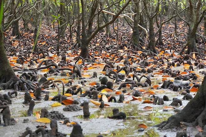 잠에서 깬 맹글로브 어린 싹들.