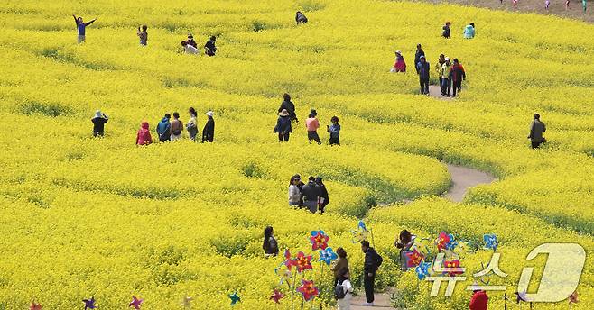 낮 기온이 점차 오르며 포근한 날씨를 보인 15일 오후 부산 강서구 대저생태공원을 찾은 상춘객들이 노란 유채꽃밭을 거닐며 봄 기운을 만끽하고 있다. 기상청은 이날부터 점차 기온이 올라 16일부터 평년기온을 회복할 것으로 예보했다. 2025.4.15/뉴스1 ⓒ News1 윤일지 기자