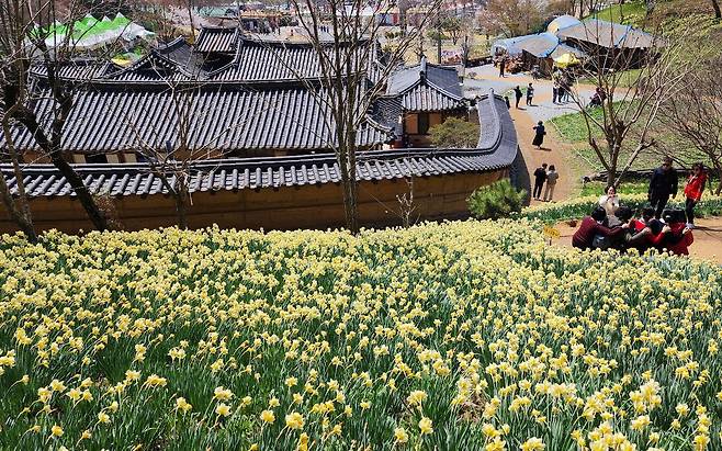 지난 15일 충남 서산시 운산면 유기방 가옥을 찾은 상춘객들이 고택 뒷산에 만개한 노란 수선화 길을 걸으며 봄의 정취를 만끽하고 있다. /신현종 기자