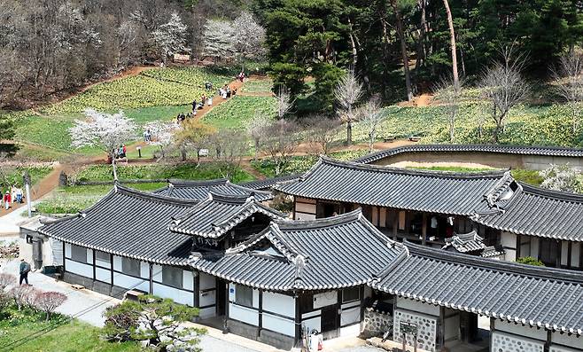지난 15일 유기방 가옥을 찾은 상춘객이 고택 뒷산에 만개한 노란 수선화 길을 걸으며 봄의 정취를 즐기고 있다. /신현종 기자