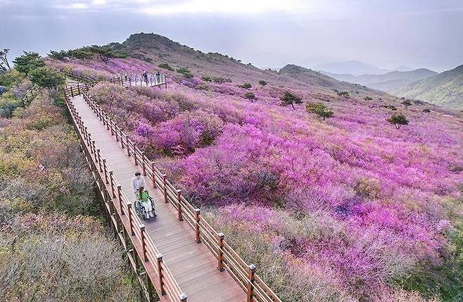 참꽃으로 물든 비슬산. 비슬산군립공원은 해발 1000m 산 정상부에 휠체어 탐방로가 조성된 ‘열린 관광지’다. /한국관광공사