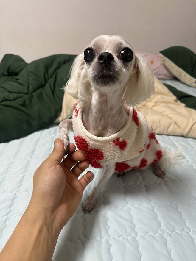 IMG_9526.jpeg 21년도 12월에 포텐갔던 우리 토리... (심장병 말티즈 팁?)