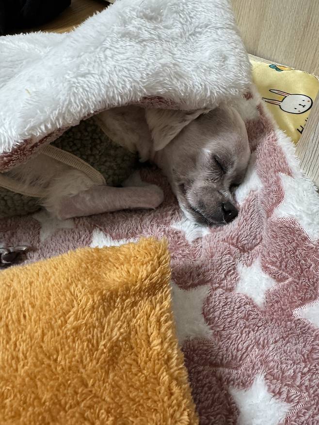 IMG_1015.jpeg 21년도 12월에 포텐갔던 우리 토리... (심장병 말티즈 팁?)