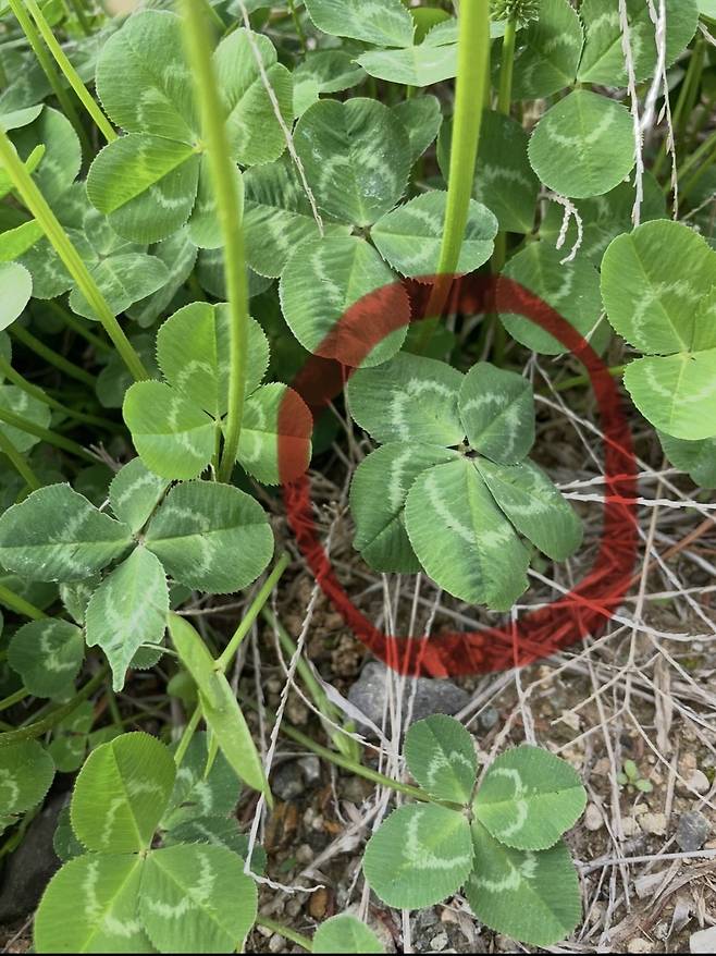 IMG_9059.jpeg 5잎클로바 본 적 있음?