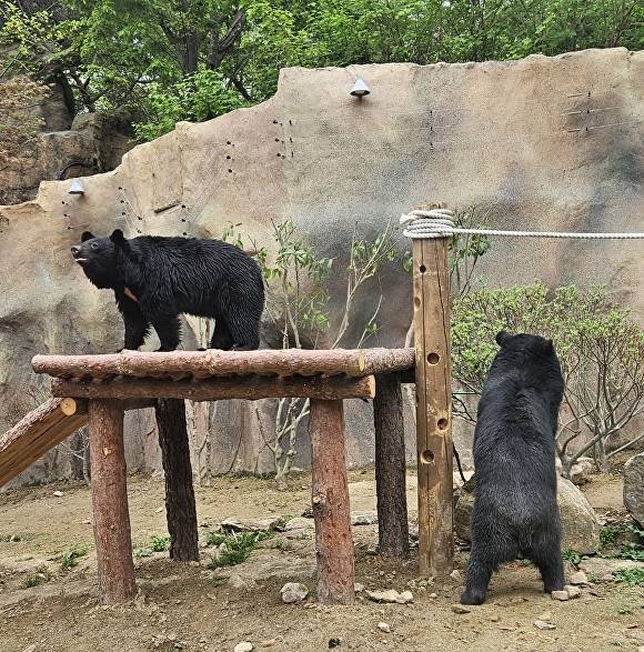 네이처파크에 도착한 반달가슴곰 남매 [사진=네이처파크]