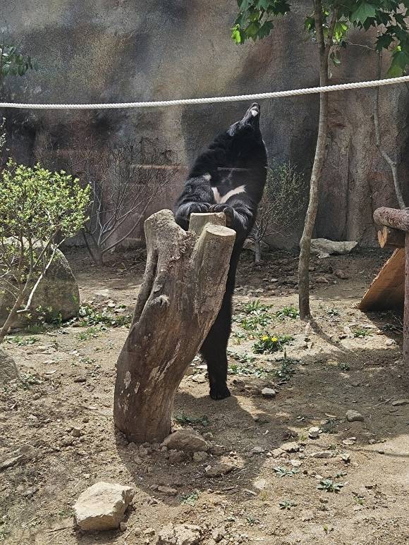 반달가슴곰 [사진=연합뉴스]