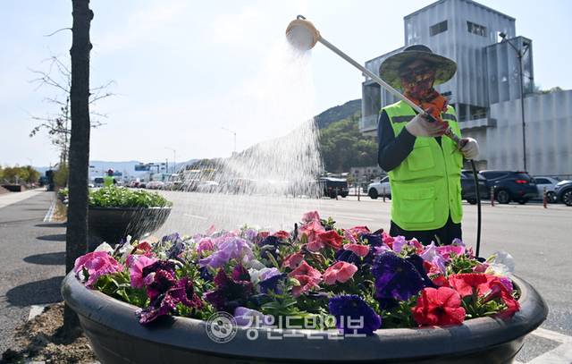 ▲ 강원 내륙지역의 낮 최고온도가 27도를 웃도는 초여름 날씨를 보인 21일 춘천 근화동에서 관계자가 화단에 심긴 꽃에 물을 주고 있다. 방도겸