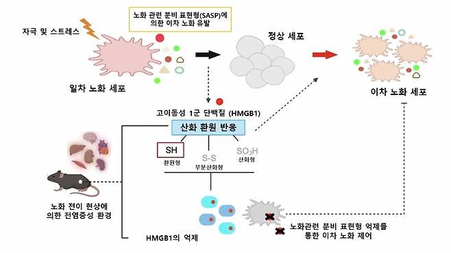 노화 전파 핵심인자 HMGB1 작용 모식도. /그림=해당 논문