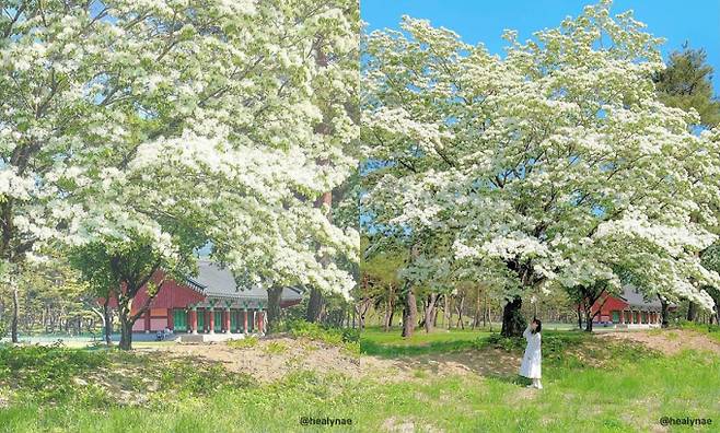 역사와 자연이 어우러진 경주 오릉의 풍경. /사진=한국관광공사