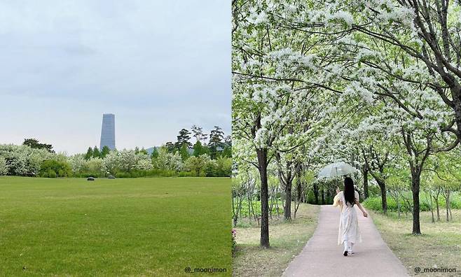 드넓은 공원에 이팝나무 산책로가 조성돼 있는 대전 들의공원. /사진=한국관광공사