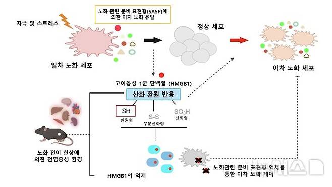 [서울=뉴시스]고려대학교 의과대학 융합의학교실 전옥희 교수 연구팀은 ‘HMGB1(High Mobility Group Box 1)’ 단백질이 세포 노화를 전신으로 확산하는 핵심적인 역할을 한다는 것을 밝혀냈다고 21일 밝혔다. 노화 전파 핵심인자 HMGB1 작용 모식도. (이미지= 고려대 의대 제공) 2025.04.21. photo@newsis.com.