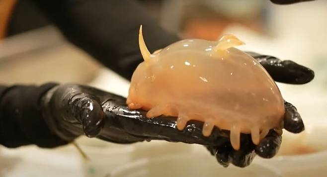 [서울=뉴시스] 호주 해양학자들이 발견한 바다 돼지의 모습이다 (사진=유튜브 캡쳐) 2025.04.21.photo@newsis.com *재판매 및 DB 금지