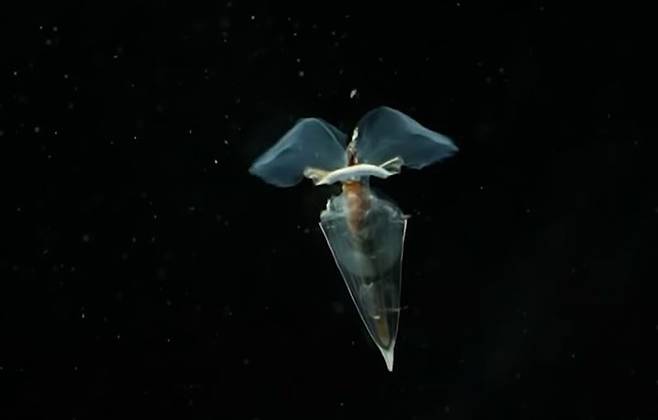 [서울=뉴시스] 호주 해양학자들이 발견한 바다 나비의 모습이다 (사진=유튜브 캡쳐) 2025.04.21.photo@newsis.com *재판매 및 DB 금지