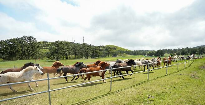 2025 제주마입목문화축제에서 제주마 100여 마리가 드넓은 초원을 질주하고 있다. ⓒ제주도 제공