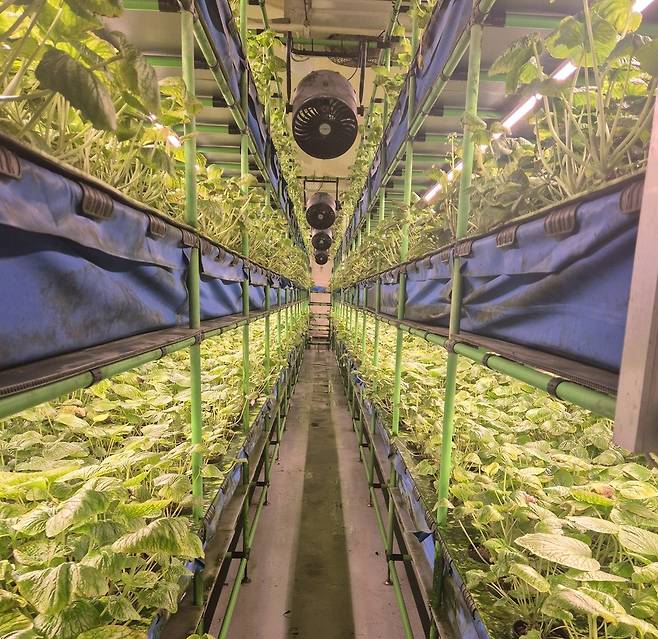 강원도 '와사비팜' 식물공장 운영 사례 [제주도 농업기술원 제공. 재판매 및 DB 금지]