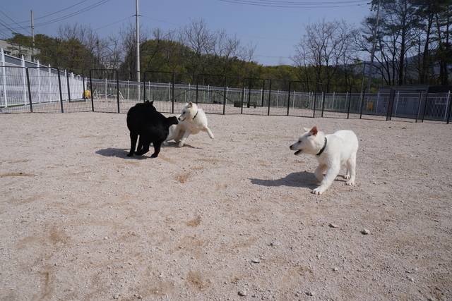 동경이는 짧고 단단한 몸에 유연한 근육이 붙어 민첩하다. 특히 후각이 매우 예민해 멧돼지 같은 야생 짐승을 추격하거나 유인하는 사냥개로서 탁월했다.