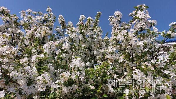 흐드러지게 핀 애기사과나무 꽃. (제주시 애월읍 하귀1리에서)