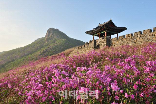 지난해 철쭉이 만개한 산청군 차황면 법평리 황매산 일원 (사진=산청군)