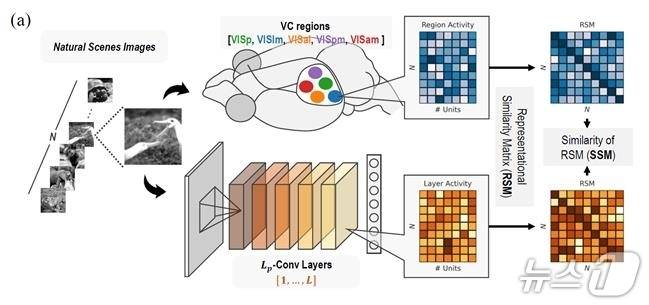 인간의 시각피질이 이미지를 인식하는 방식을 응용한 AI 이미지 인식 개선 연구 개념도. (기초과학연 제공. 재판매 및 DB금지) /뉴스1